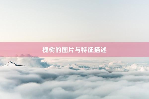 槐树的图片与特征描述